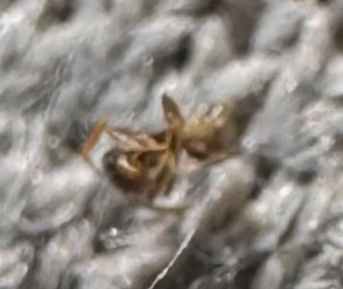 Michi Mochievee 💍 tweet media