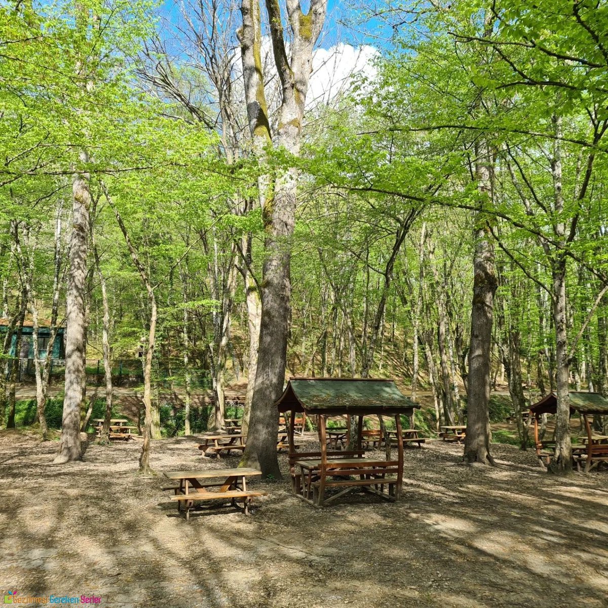 Hepinizi pikniğe götüreceğim.
Siz etleri,içecekleri alın, ben Ormanı ayarlarım. :)