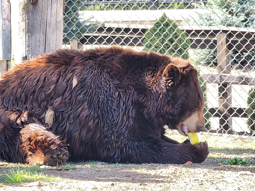 Kevin | bear tweet media