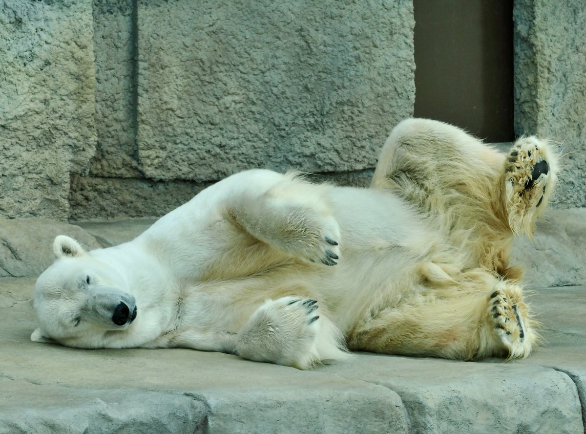 Kevin | bear tweet media