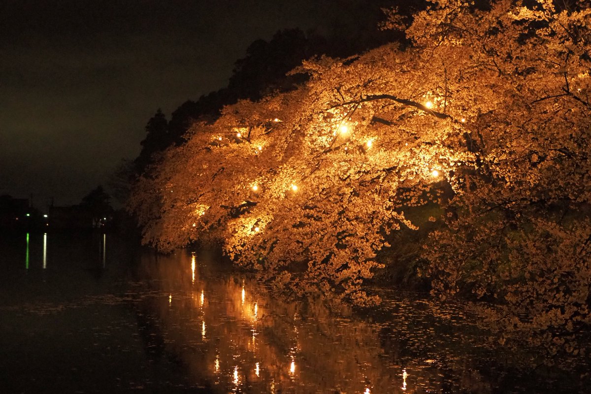 822nimu's tweet photo. 雨の日。夜桜📸 https://t.co/o89i8tYLOu