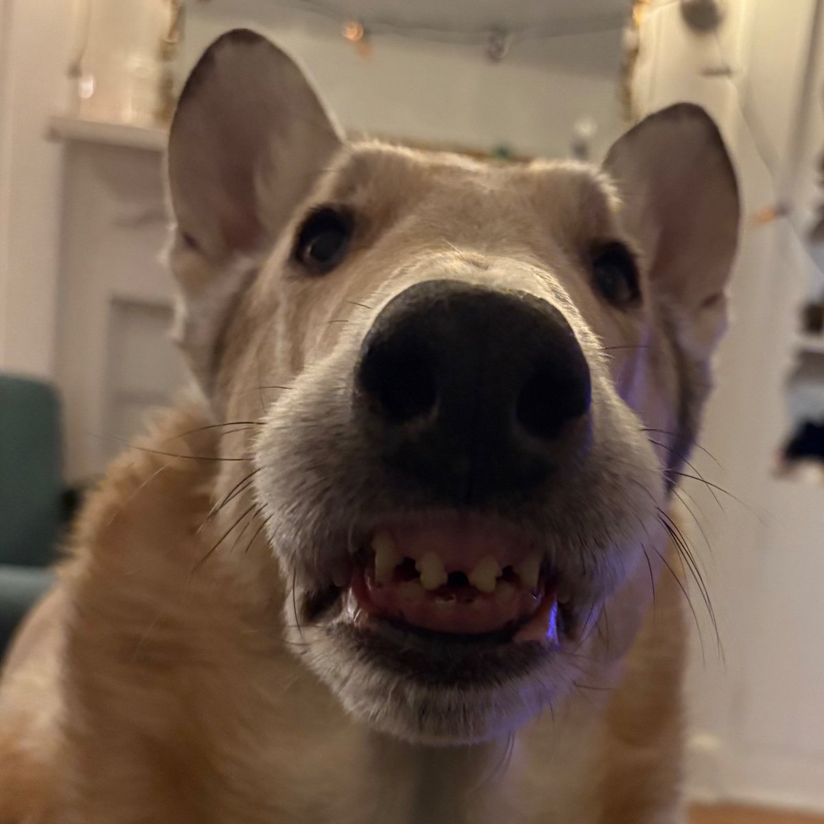 Imgoing2robU's tweet photo. This is the creature I have chosen to protect me https://t.co/Xdqo9NnOSD