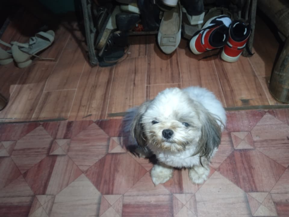 TeacupPh's tweet image. Good morning Everyone. Jnr wishes you all a Happy Monday &amp;amp; a Great Week ahead. Hoomum had a job lined up while she was waiting for her Teachers licence exam result. But cancelled due to war affects. Take care. Teacups family.xx🇵🇭🐶❤️💗😍🥰🙂👍
#dogs #dogsofX #mondayvibe #monday
