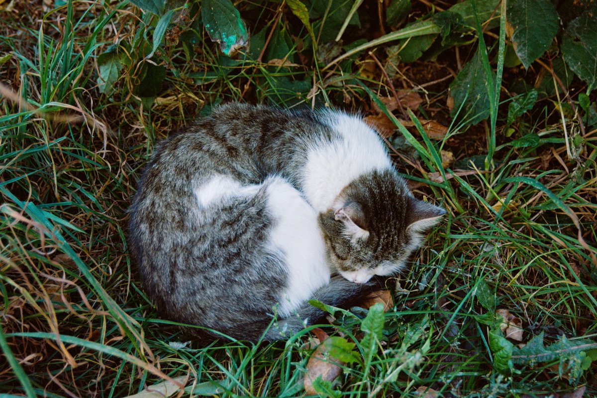 Constantijn ☮ tweet media