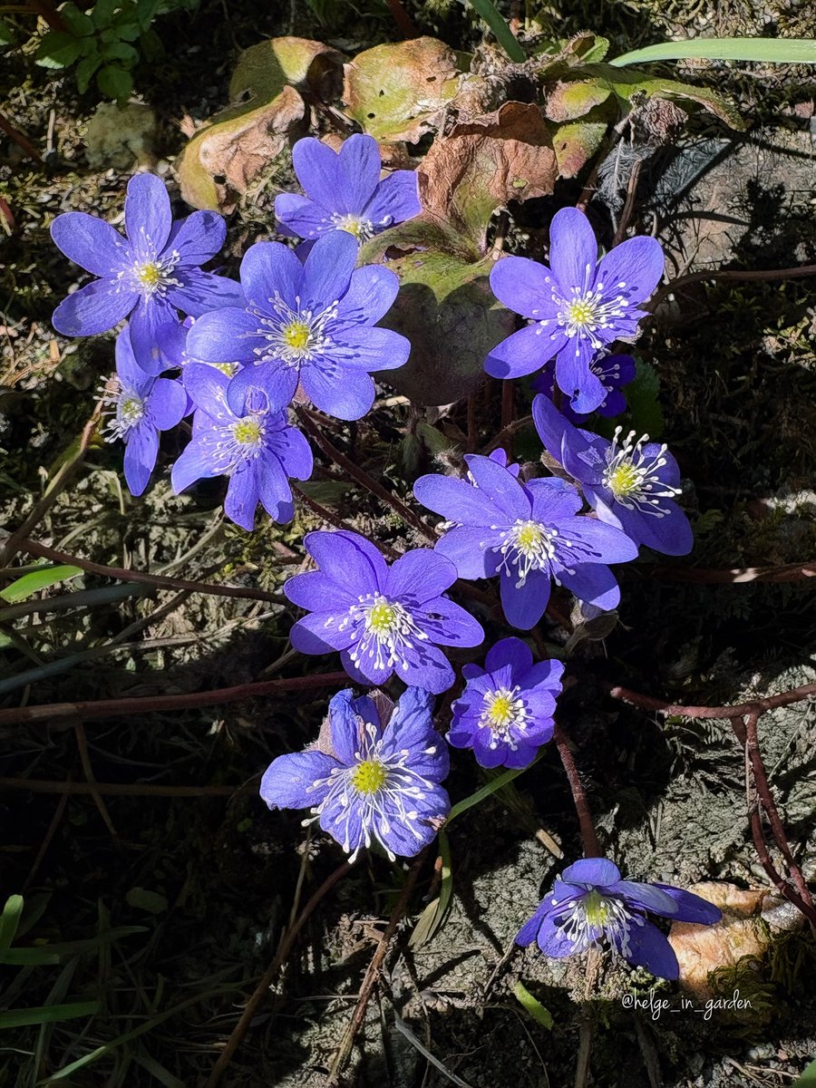 gardeninNorway's tweet image. Hepatica nobilis in our April garden.😍 
#SpringVibes #nature #NaturePhotography #gardening #gardens #Norway  #FlowersOnX #GardeningX  #NaturePhoto