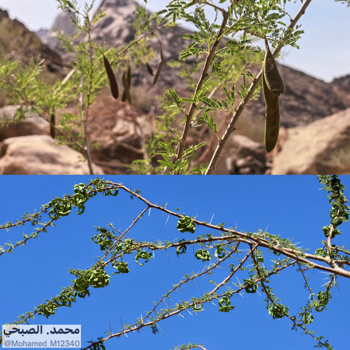 محمد. الصبحي. tweet media