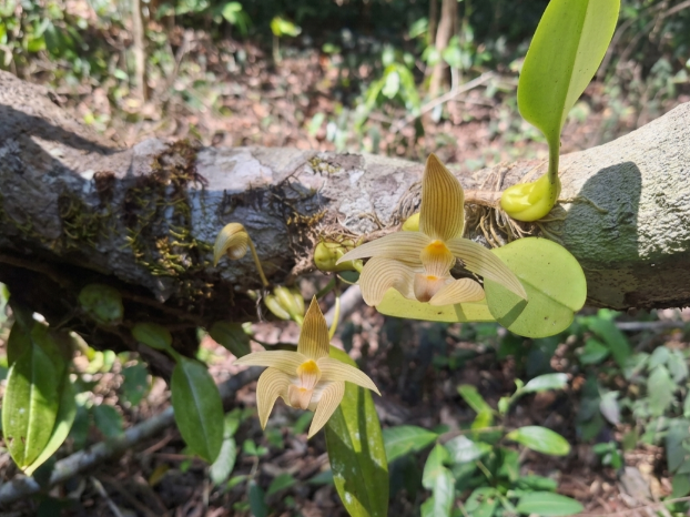 กรมอุทยานแห่งชาติ สัตว์ป่า และพันธุ์พืช tweet media