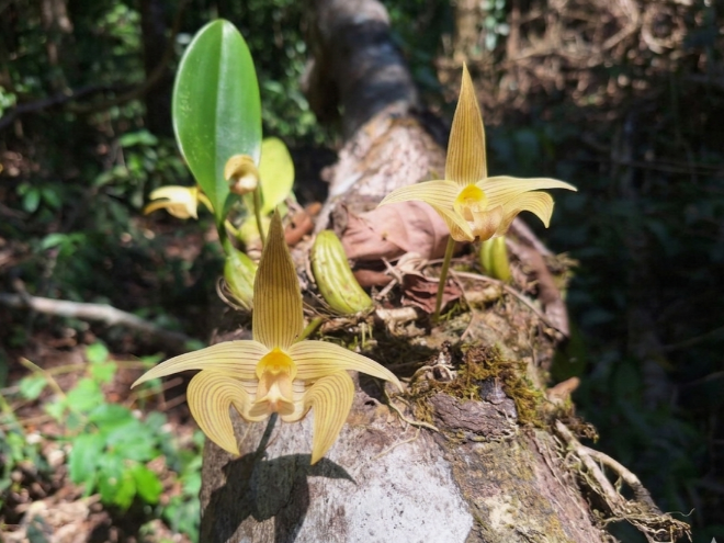 กรมอุทยานแห่งชาติ สัตว์ป่า และพันธุ์พืช tweet media