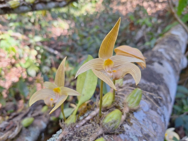 กรมอุทยานแห่งชาติ สัตว์ป่า และพันธุ์พืช tweet media