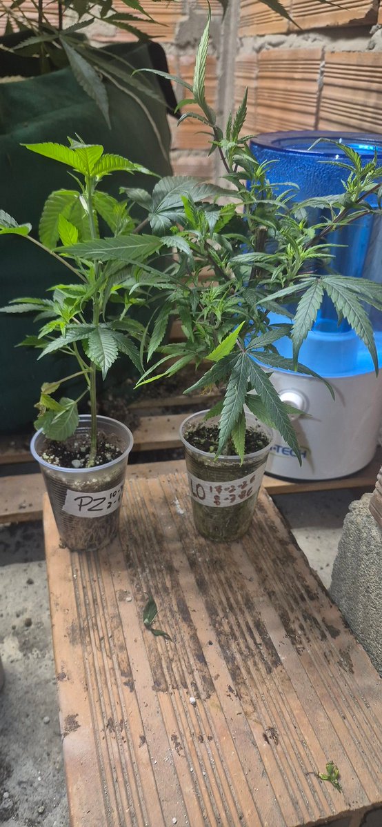 Viva o Cultivo Caseiro meus amigos sao meus ídolos #naocompreplante #CultivoCaseiro