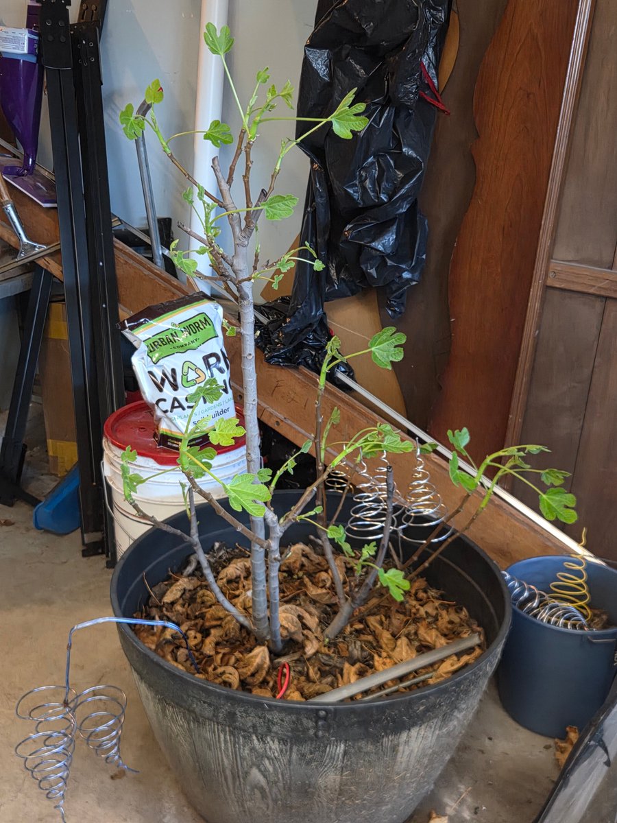 KosmoGrow🌌🌿 tweet media