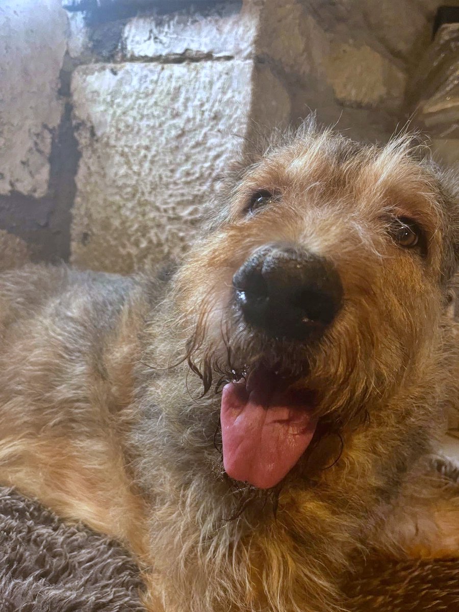 #LUGO
Este peludo precioso, de unos 50 kg y 9 años, es #ANDRÉS. Ha llegado hace poco y os ahorraremos las fotos de cómo entró 😓

Ahora, limpito y en condiciones, los compañeros de 𝗣𝗿𝗼𝘁𝗲𝗰𝗰𝗶ó𝗻 𝗮𝗻𝗶𝗺𝗮𝗹 - 𝗣𝗮𝗿𝗮í𝘀𝗼 𝗽𝗮𝗿𝗮 𝗽𝗲𝗿𝗿𝗼𝘀 𝗱𝗶𝘀𝗰𝗮𝗽𝗮𝗰𝗶𝘁𝗮𝗱𝗼𝘀