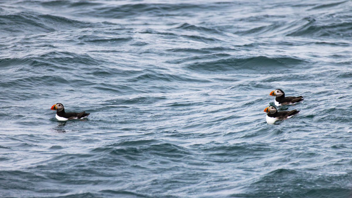 jonwood1978's tweet image. Boat trip out to the Farne Islands recently, treated with some early  spring Puffins. #Northumberland #getoutside #thefarneislands