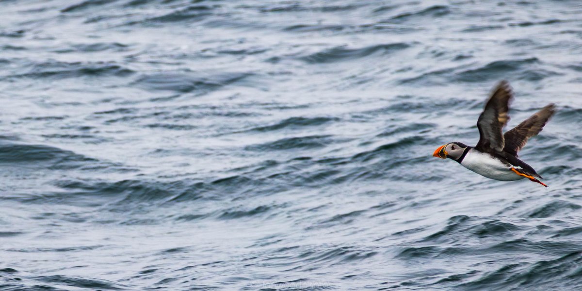 jonwood1978's tweet image. Boat trip out to the Farne Islands recently, treated with some early  spring Puffins. #Northumberland #getoutside #thefarneislands