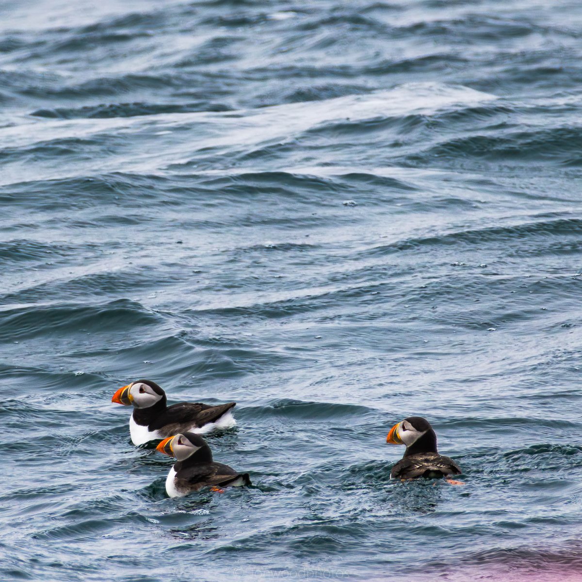 jonwood1978's tweet image. Boat trip out to the Farne Islands recently, treated with some early  spring Puffins. #Northumberland #getoutside #thefarneislands
