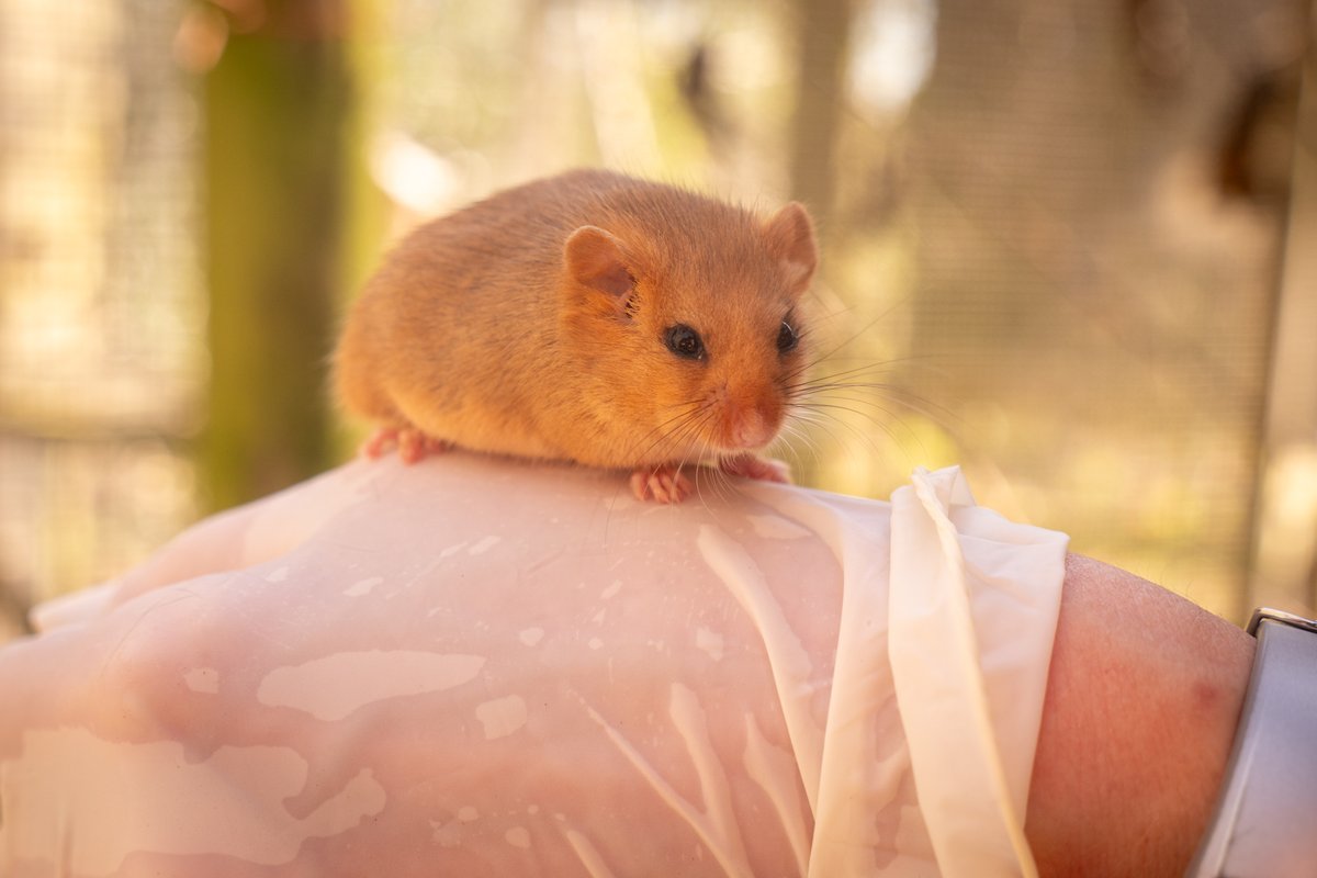 WildwoodTrust's tweet photo. We’re incredibly proud to have supported David Attenborough’s new BBC series Secret Gardens, now live, providing advice and dormouse expertise built from over 20 years of hands-on conservation work 🐭

Our team has spent decades carefully breeding and supporting this endangered species, so we’re really pleased to help raise the profile of dormice and highlight their urgent need for protection.

Wildwood’s dedicated conservation team are leading experts in breeding dormice for the national reintroduction programme, which has seen over 1000 dormice successfully reintroduced to suitable woodlands where they have previously become extinct.

The series has arrived at the perfect time too! Here at Wildwood, our dormice are just beginning to wake from their long, sleepy torpor. As spring arrives, these tiny, golden mammals are slowly stirring, ready to explore the woodlands once again in planned releases later this year!

https://t.co/rc22WhKIC4