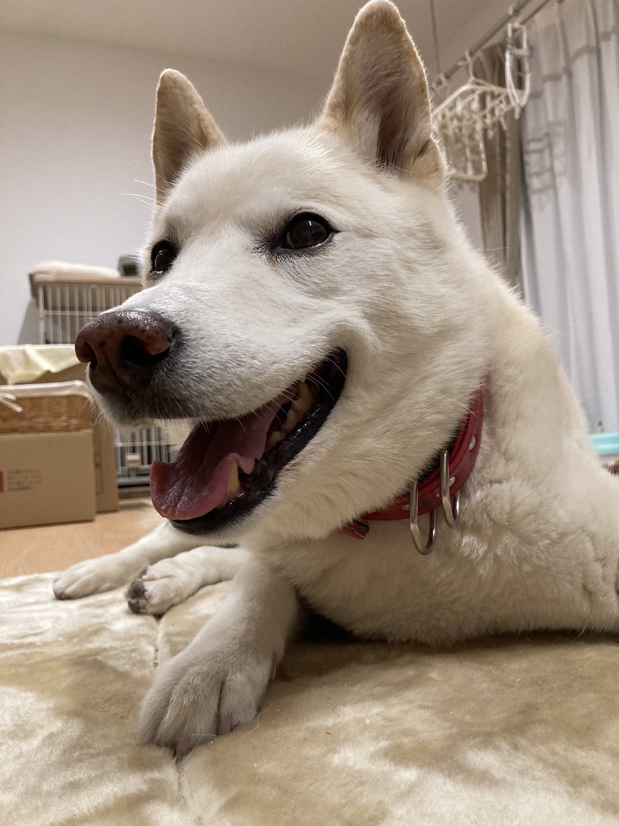 4/13(月) 8℃
薄く雲のかかっている朝、三日月がキレイに見える🌙
色々な花が色づき始めている。
今日も皆さまになにか良いことがありますように🍀
 #朝散歩 #夜明け #ノアお空組🌈