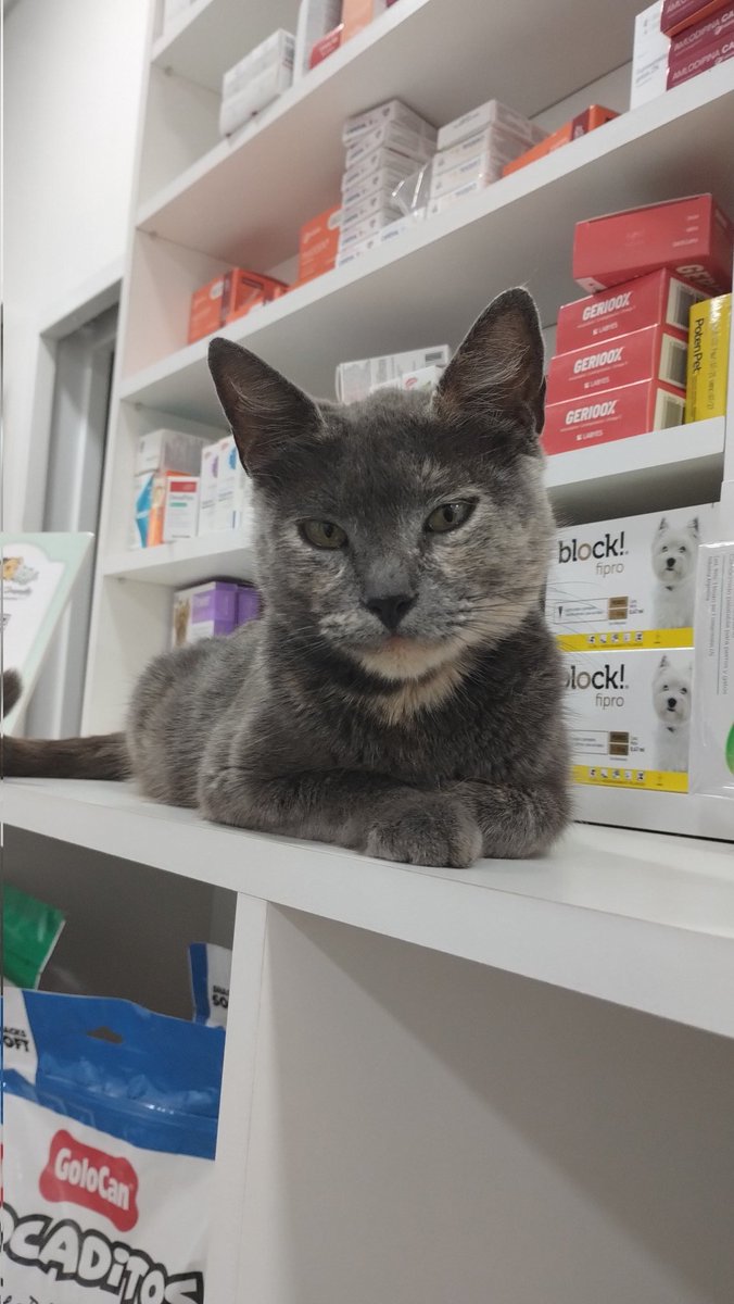 Amo que estemos compartiendo mundialmente a nuestras mascotas. Yo no puedo tener una todavía pero les presento a Riberita, es la nueva miembro del staff en la veterinaria donde trabajo
