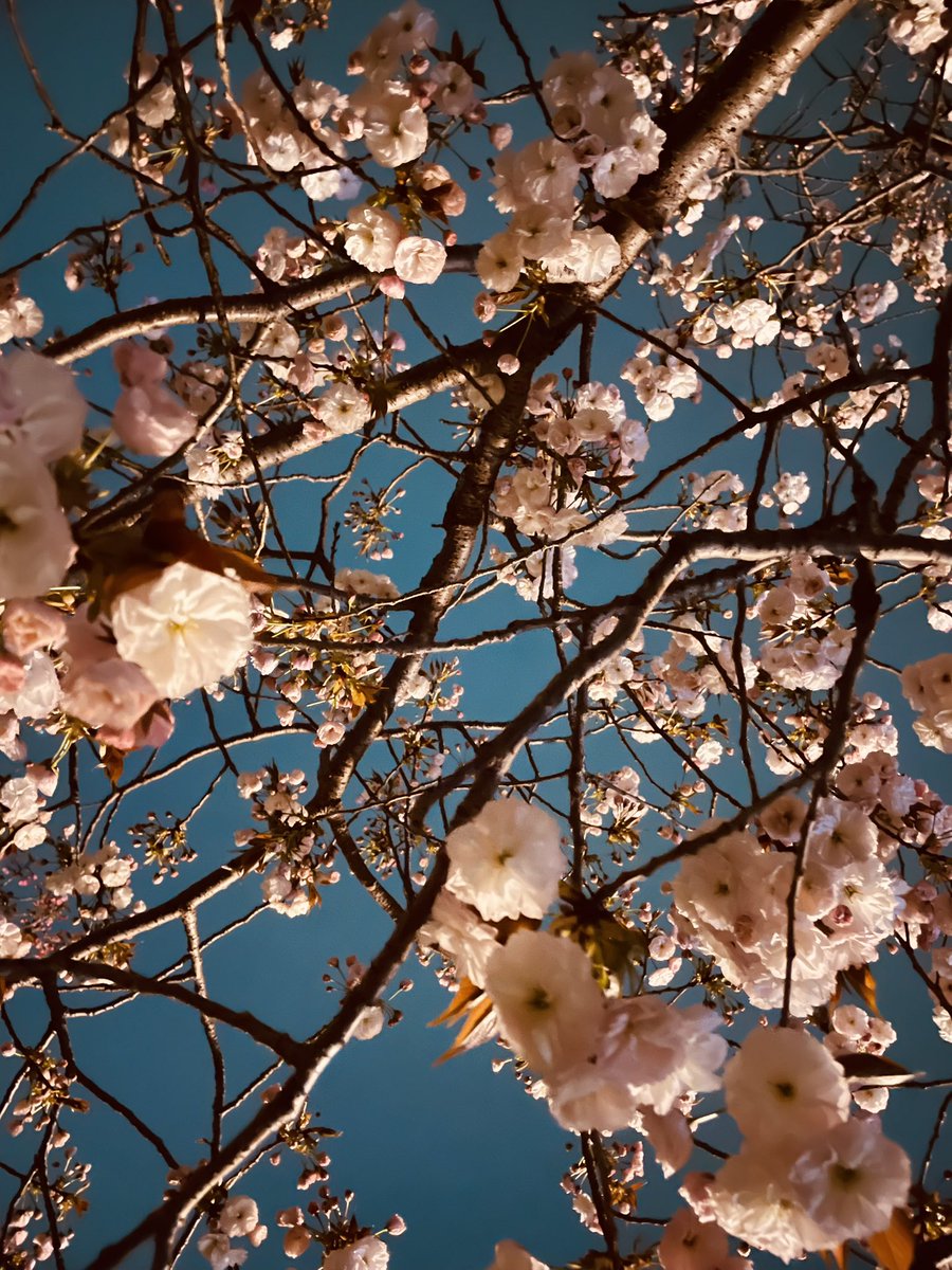 bakasawagi88's tweet photo. みなさん、おはれもん🍋
(お久しぶりと言っている)
ずっとお花見してました🌸
(↓夜に撮ったのだけれどナイトモードの凄さを知った日) https://t.co/4r7wx829Mw