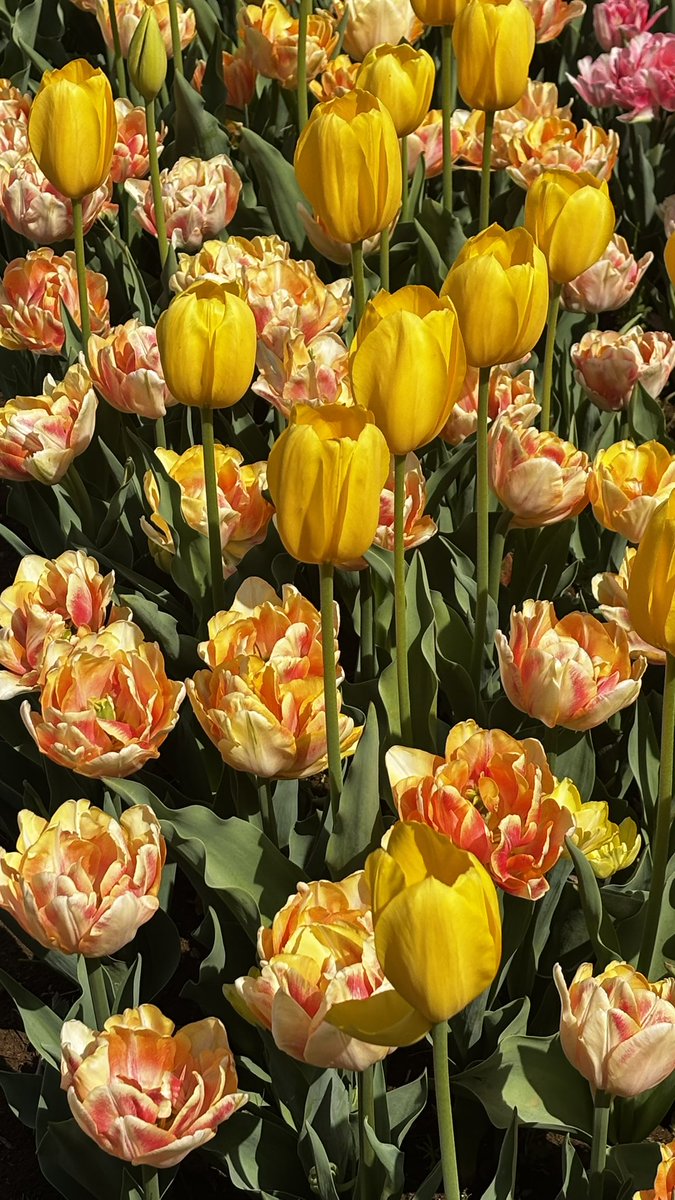 상록수(常緑樹) tweet media