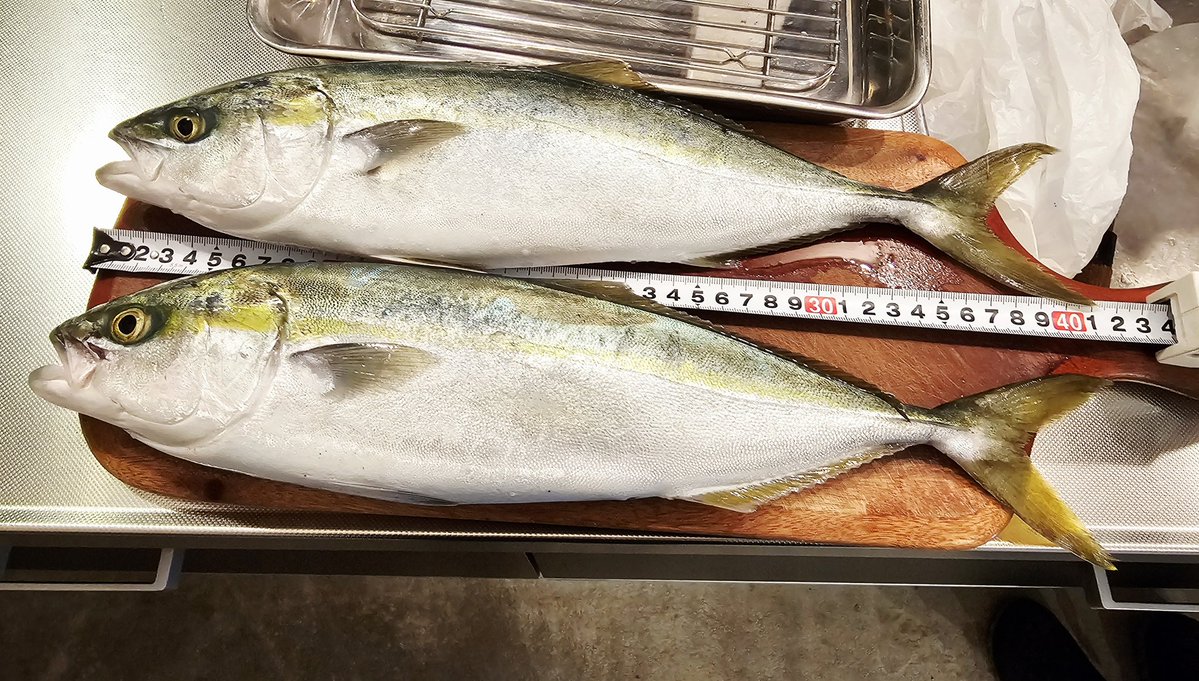 ゴン太🐼ฅ tweet media