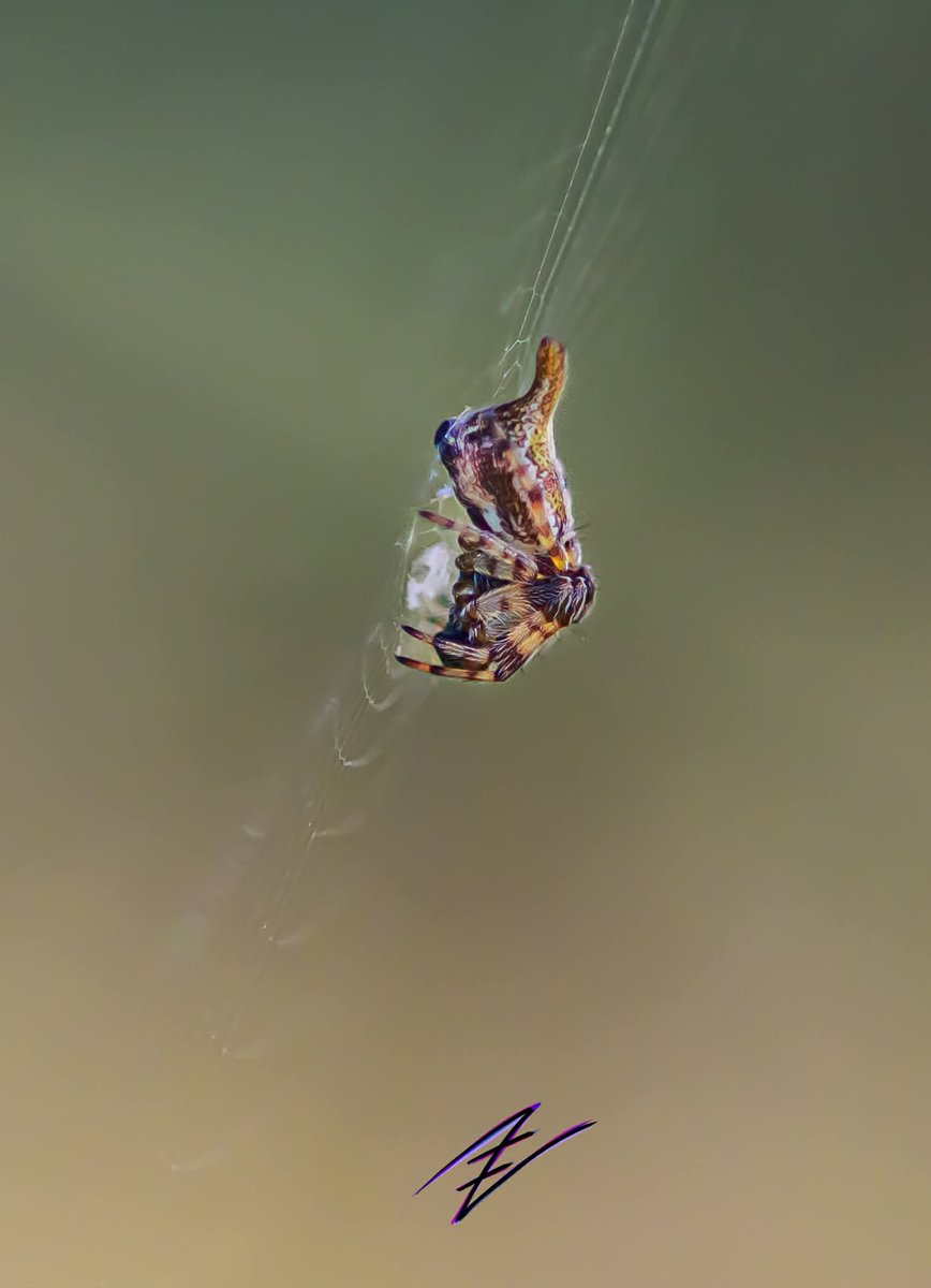 Intellectual Nebula Media tweet media