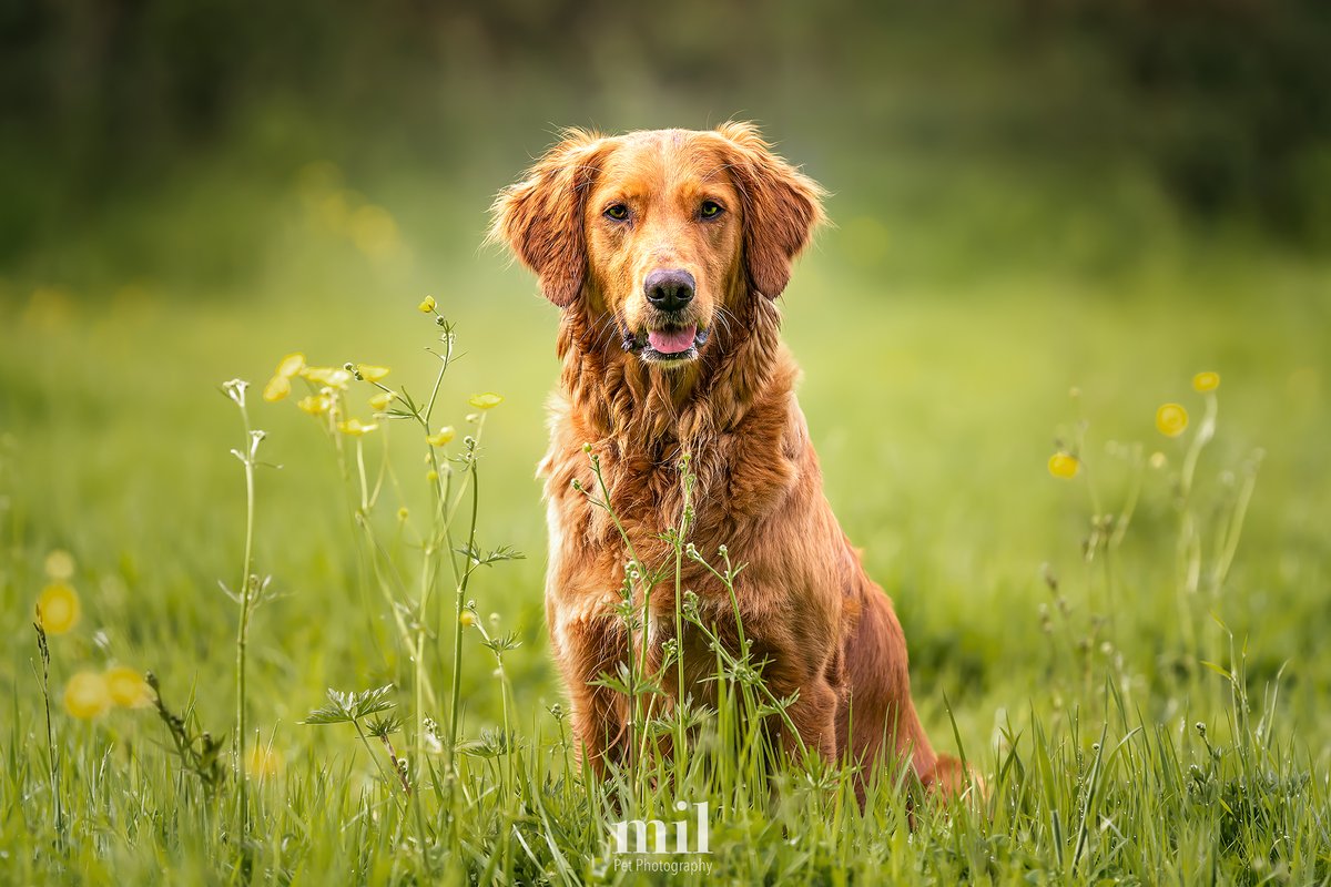 MillersImage's tweet photo. Here's Caoimhe, a wonderful Golden Retriever who I have had the opportunity to photograph on a few occasions.  Here she is hiding in the fields in Binfield, Berkshire in the spring.

#dogs #dogsoftwitter #dog #retriever #golden https://t.co/bkmErMdRpA