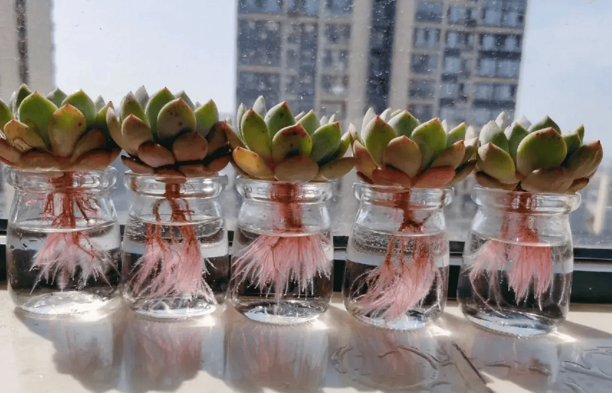 Brianne Rotondi tweet media