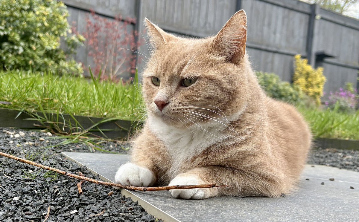 erics_escapades's tweet image. Good evening pals, these weekends sure go past quick. It will soon be Xmas and I’ll be asking you all to buy next years charity calendar again 😹 hope you’ve had a lovely day #rescuecats #adoptdontshop