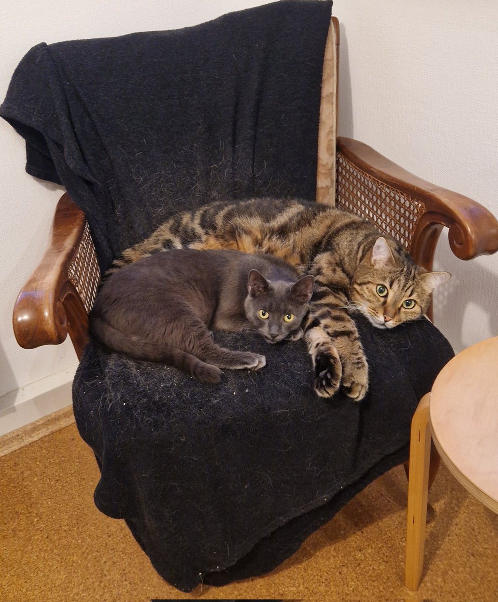 _krankerpfleger's tweet image. #catcontent #cat #Katze