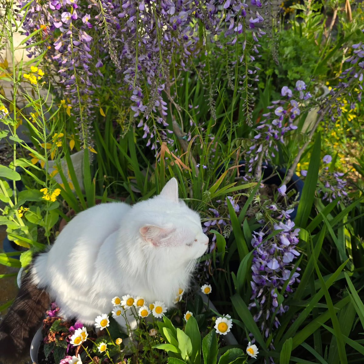 Purely Green tweet media