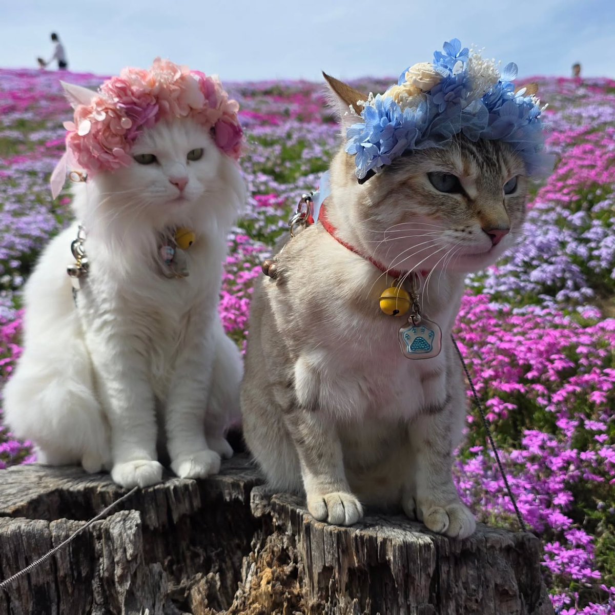 Purely Green tweet media