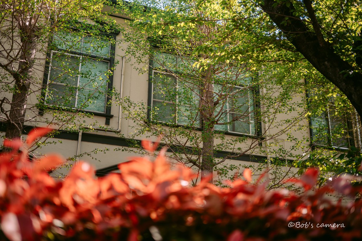 よボブ tweet media