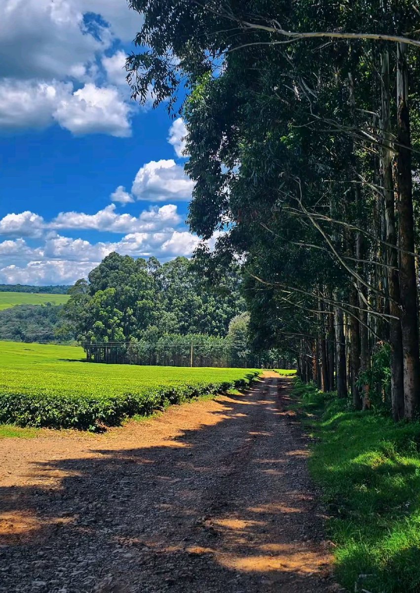 WildCanvas tweet media