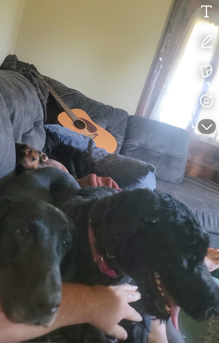 NickMilbrodt's tweet photo. One of the few big pawed babies I've had in my life who I could never be mad with, as much as I should've been some days https://t.co/Ej4lz9ocUd