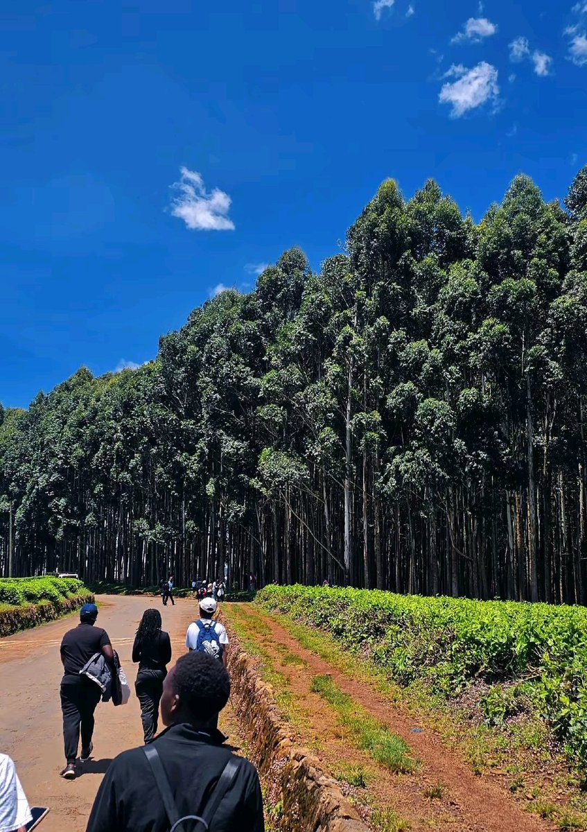 WildCanvas tweet media