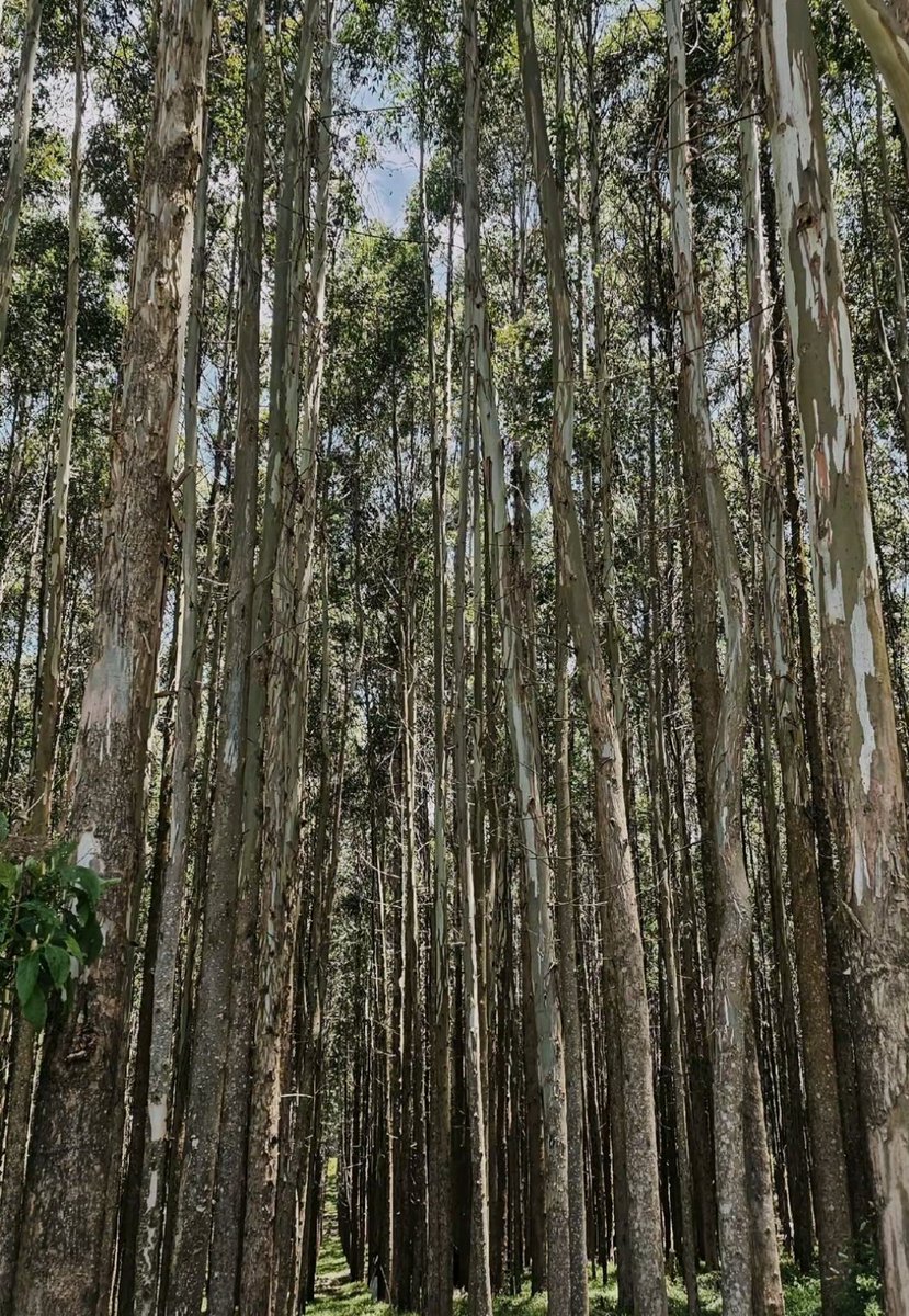 WildCanvas tweet media