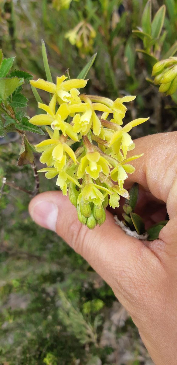 Camilo Andrés Castañeda Neira tweet media