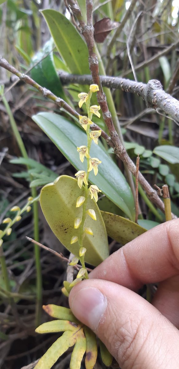 Camilo Andrés Castañeda Neira tweet media