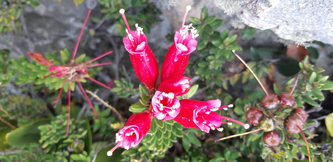 Camilo Andrés Castañeda Neira tweet media