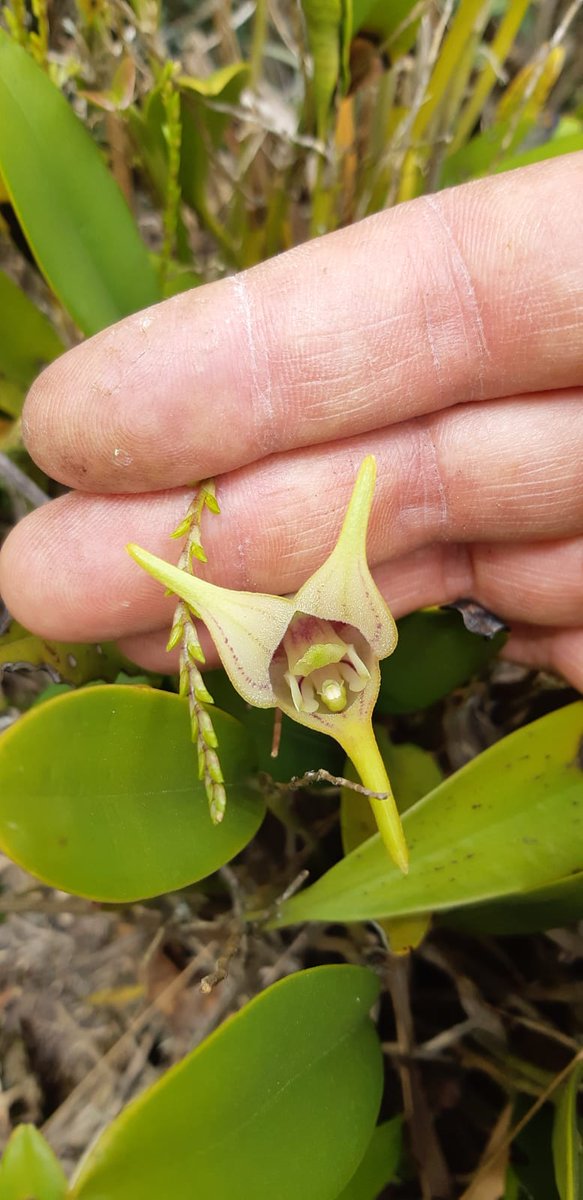 Camilo Andrés Castañeda Neira tweet media