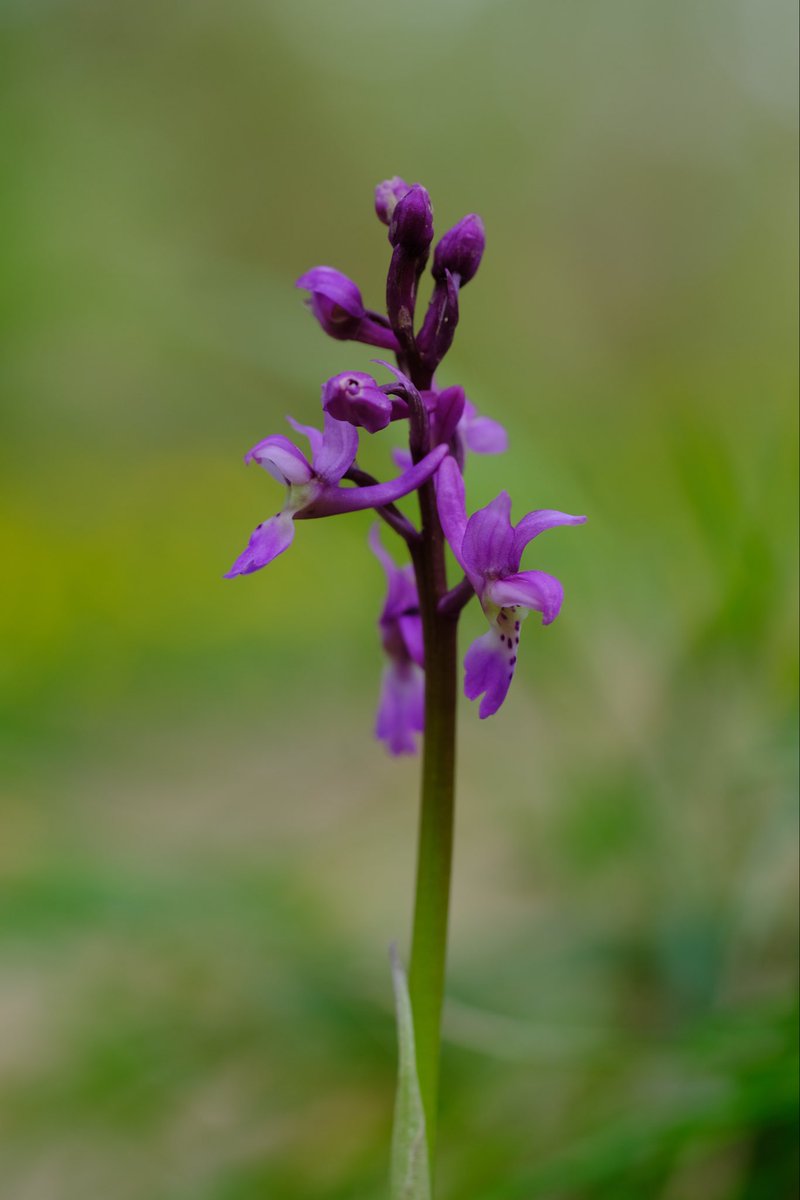 Fiddleizer's tweet photo. The first Early Purple Orchid I have seen so far, dipping its toe out to test the weather today. Spithandle Woods. #WoodlandPlants  #wildflowerhour https://t.co/x1hcuwpDdC