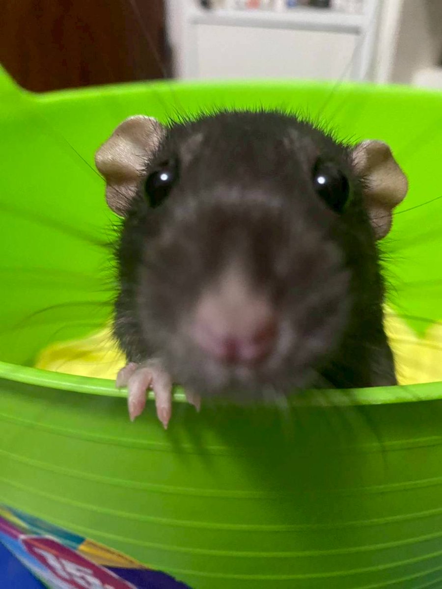 シムラM tweet media