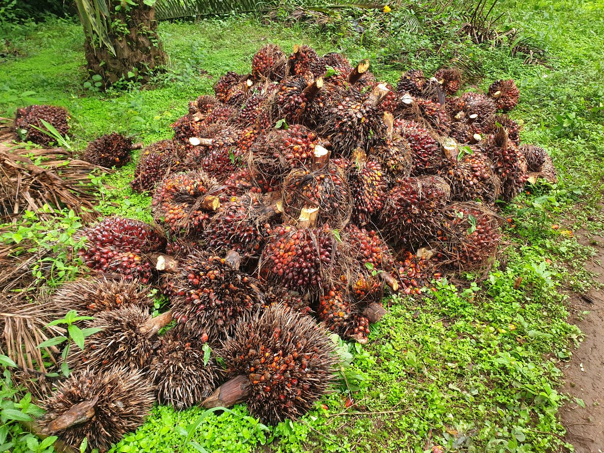 Fungom Farms tweet media