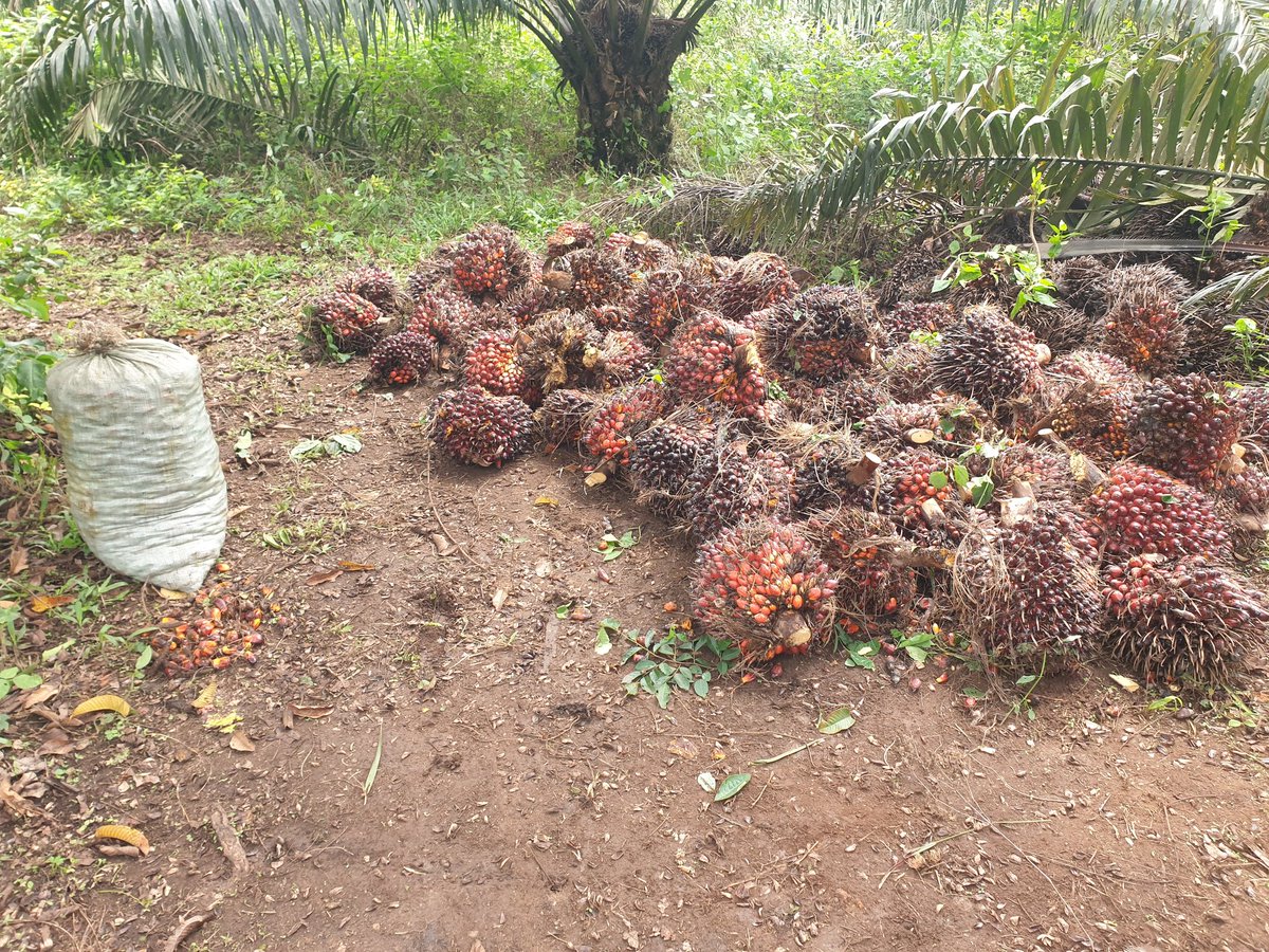 Fungom Farms tweet media