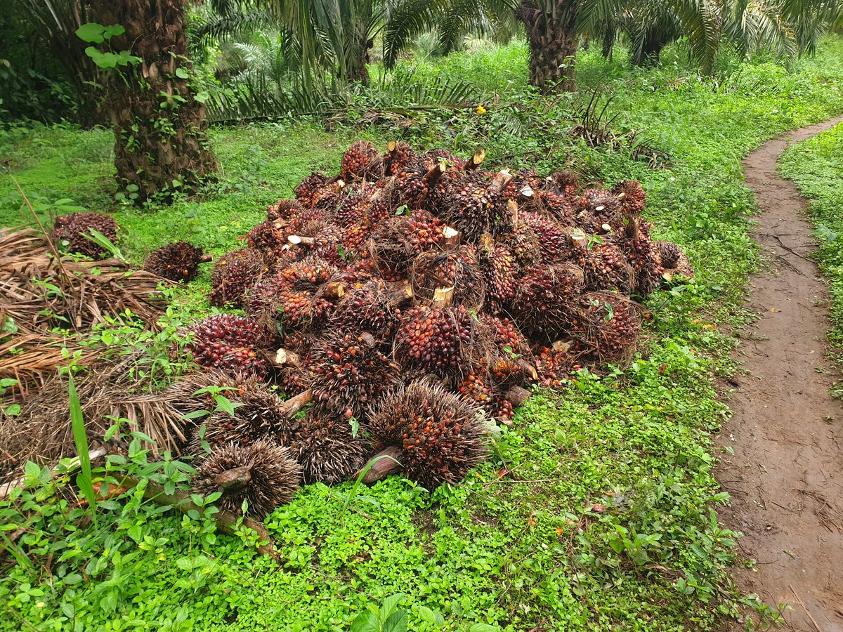 Fungom Farms tweet media