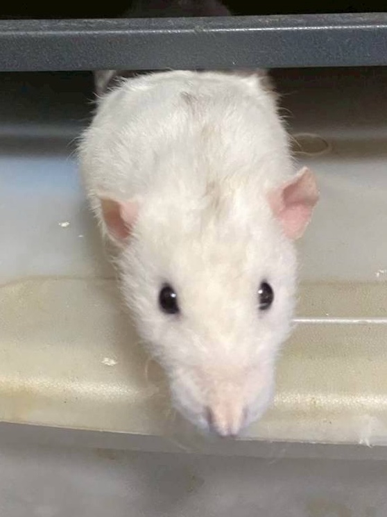 シムラM tweet media