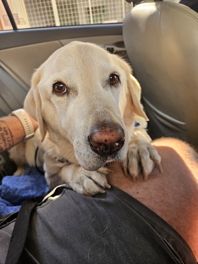 Príncipe Vidane tweet media