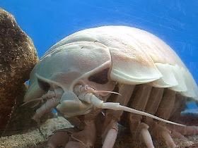 angelviperfish's tweet photo. i like how giant isopods always look grumpy 😠 boy is this you #bathynomustwt https://t.co/mfYrP3AX9q