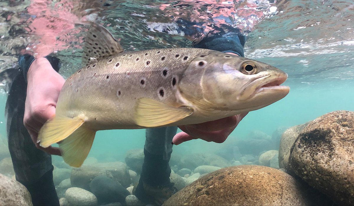 ElevenAngling's tweet photo. Eleven offers world-class angling experiences at some of the world's most exciting fly fishing destinations. 

Learn more at the link in our bio.

#flyfishing https://t.co/0z4e6KWRfn